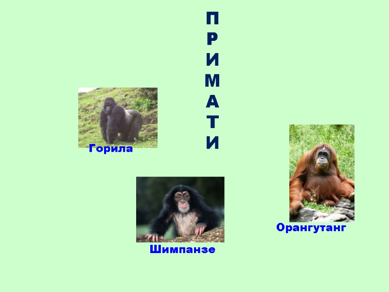 П Р И М А Т И  Горила  Орангутанг  Шимпанзе